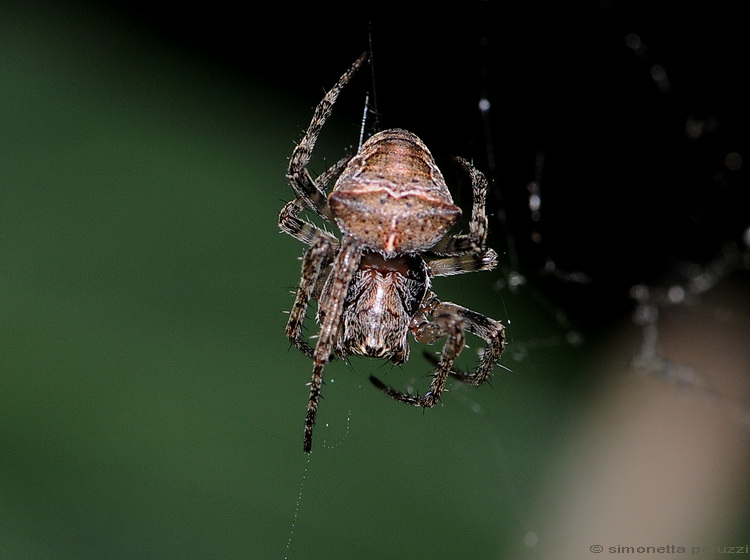 Gibbaranea bituberculata del Chianti